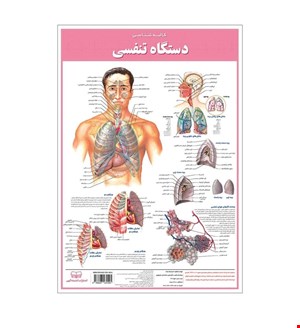 پوستر آموزشی انتشارات اندیشه کهن مدل کالبدشناسی دستگاه تنفسی