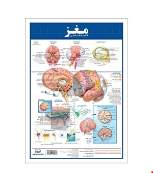 پوستر آموزشی انتشارات اندیشه کهن مدل کالبدشناسی مغز 